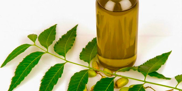 L’huile de Neem : Un Traitement Phytosanitaire Naturel et Efficace